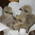Red-shouldered hawk nestlings.