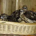 Red-shouldered hawks at approximately two weeks old..