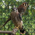 Kestrel mother with male fledgling.