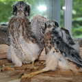 Kestrel nestlings.