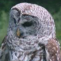 Mother barred owl.