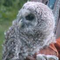 Nestling barred owl.