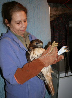 Red-tailed hawk.