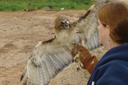 Red-tailed hawk.