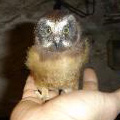 Juvenile saw-whet owl.
