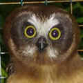 Juvenile saw-whet owl ready for release.