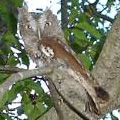 Red form screech owl.