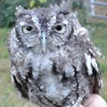 Gray form screech owl.