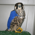 Peregrine falcon during rehabilitation.