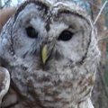 Barred owl with unusual light coloring.