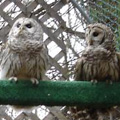 Two barred owls.