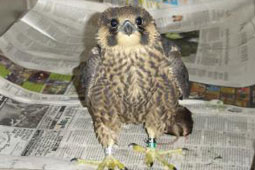 Peregrine falcon, V17.