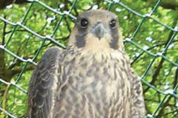 Peregrine falcon, V17.