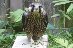 Peregrine falcon, V17.