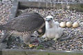 Peregrine falcon, V17.