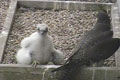 Peregrine falcon, V17.