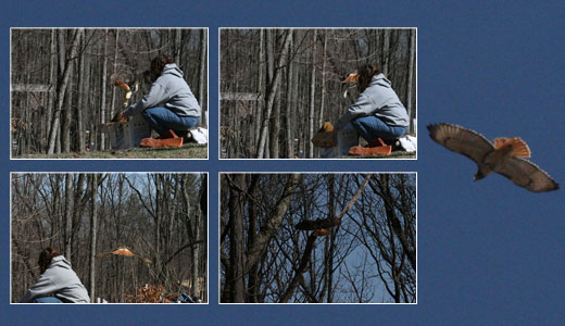Mary-Beth releasing the red-tailed hawk.