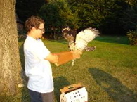 Volunteer Alexi Kimiatek getting ready to release a broad-winged hawk.