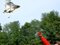 Volunteer Jeanne Wadsworth releasing a red-tailed hawk.