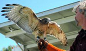Alan with Dakota, the red-tailed hawk.