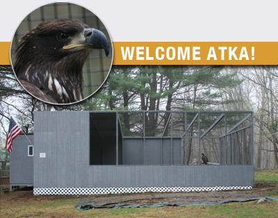 Atka, Horizon Wings' new bald eagle.