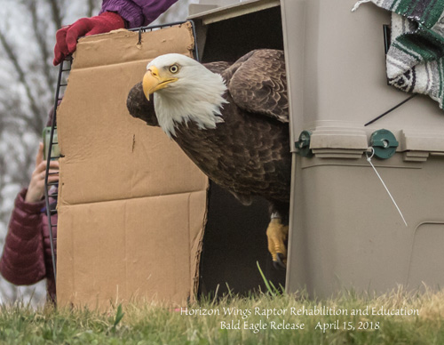 Bald Eagle Release