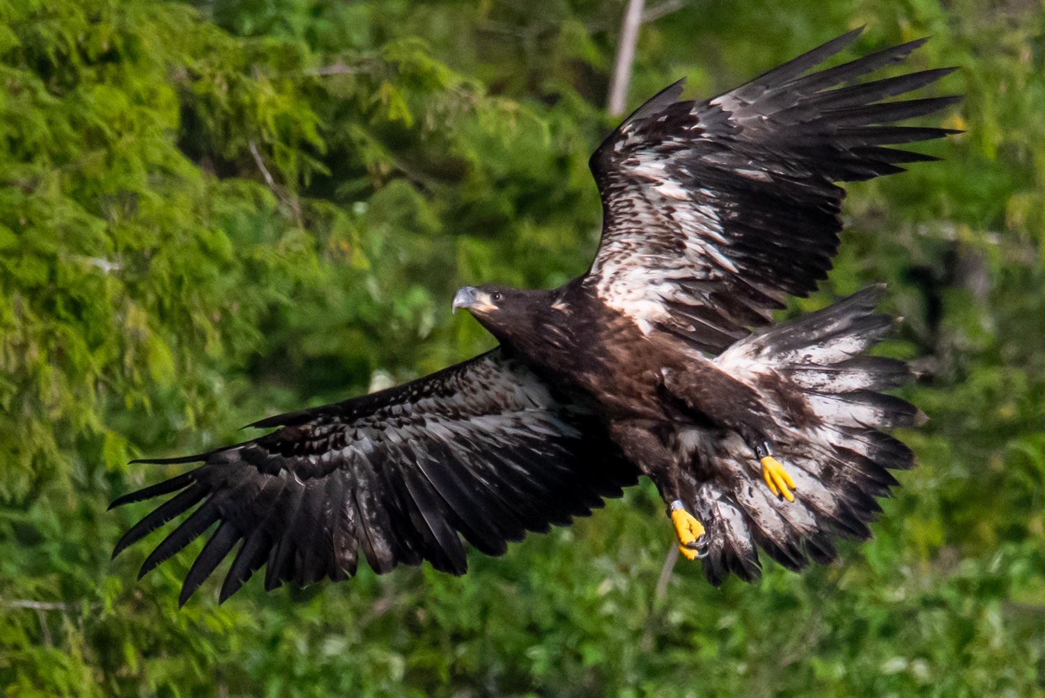 BreakNeck Rescue