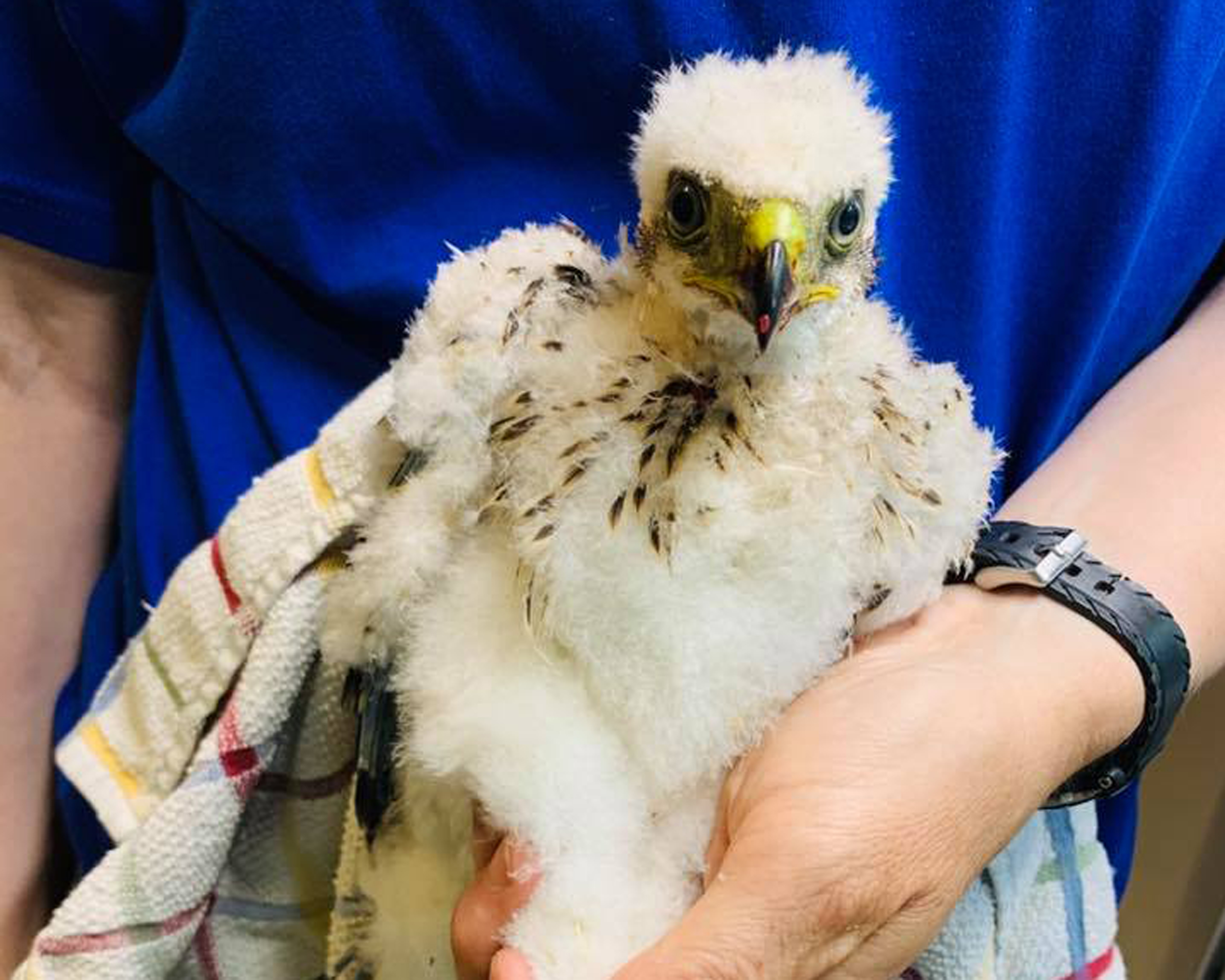 Coopers Hawk Nestling