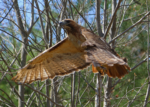 Hawk Release