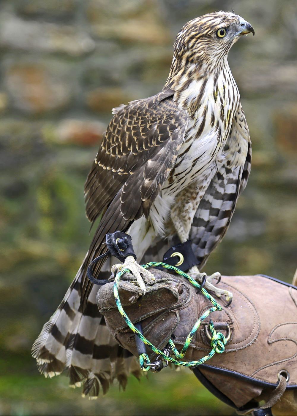 Adara Cooper's Hawk