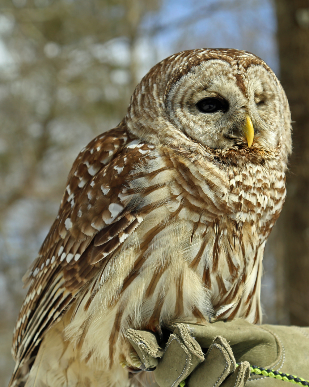 Asha - Barred Owl