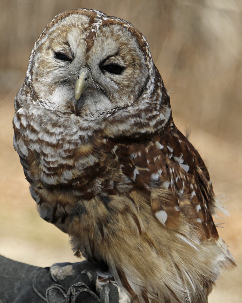 Silas - Barred Owl