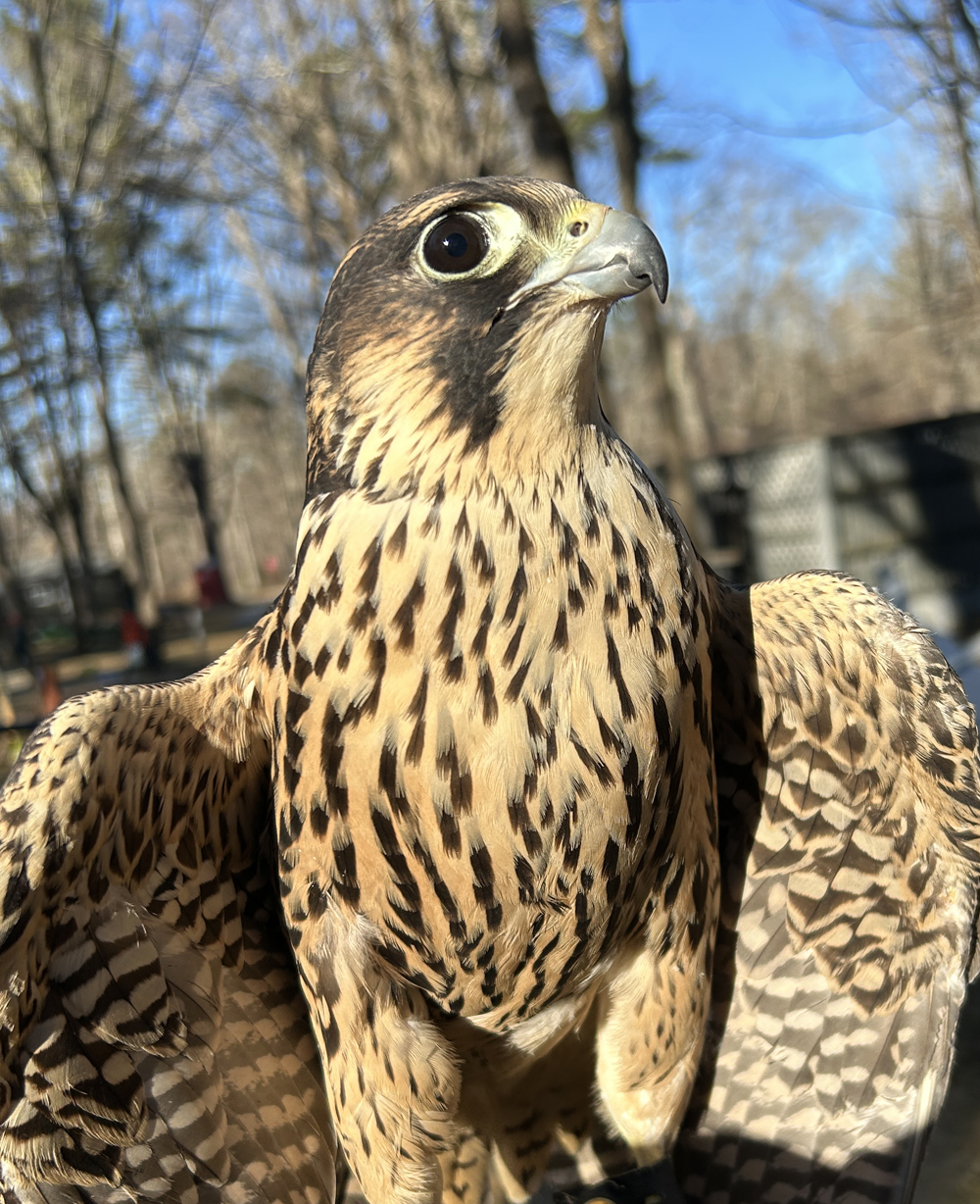 Noah - Peregrine Falcon