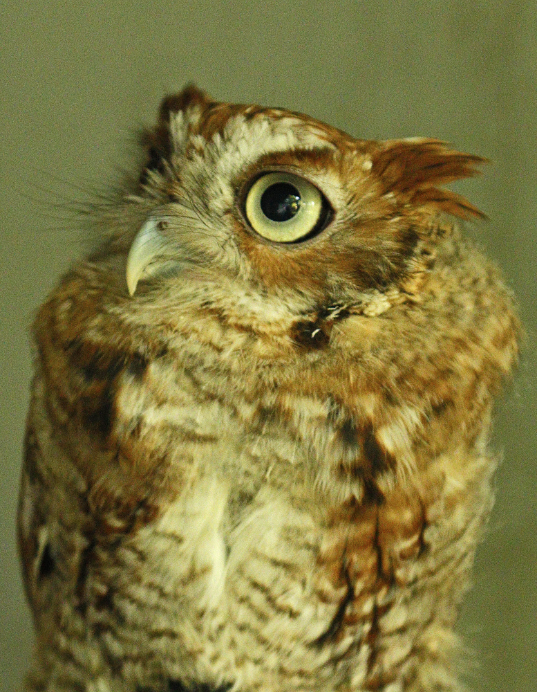 Oakley - Eastern Screech Owl