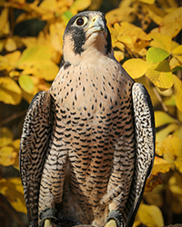 Athena - Peregrine Falcon