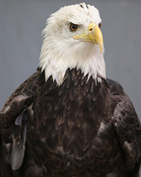 Atka - Bald Eagle