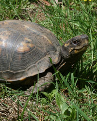 Beamer - Eastern Box Turtle