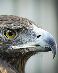 Chrysos - Golden Eagle