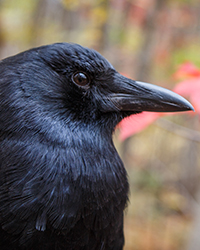 Corbin - American Crow