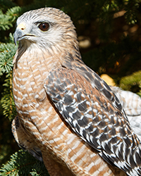 Cypress - Red Shoulder Hawk