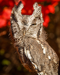 Jade - Eastern Screech Owl