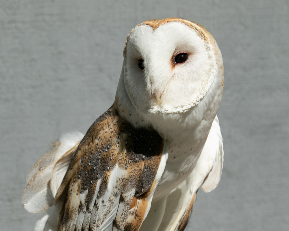 August calendar page