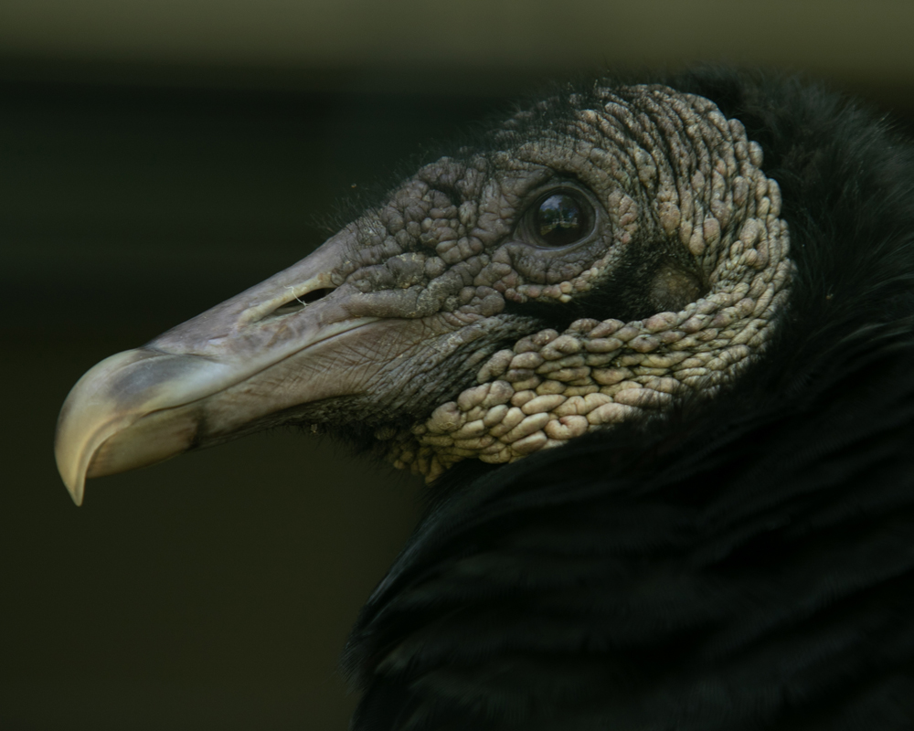 February calendar page