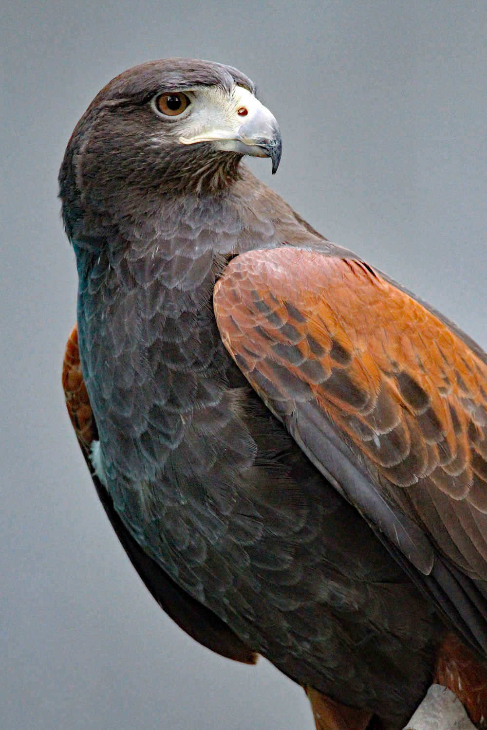 Aspen, Horizon Wings' Harris Hawk