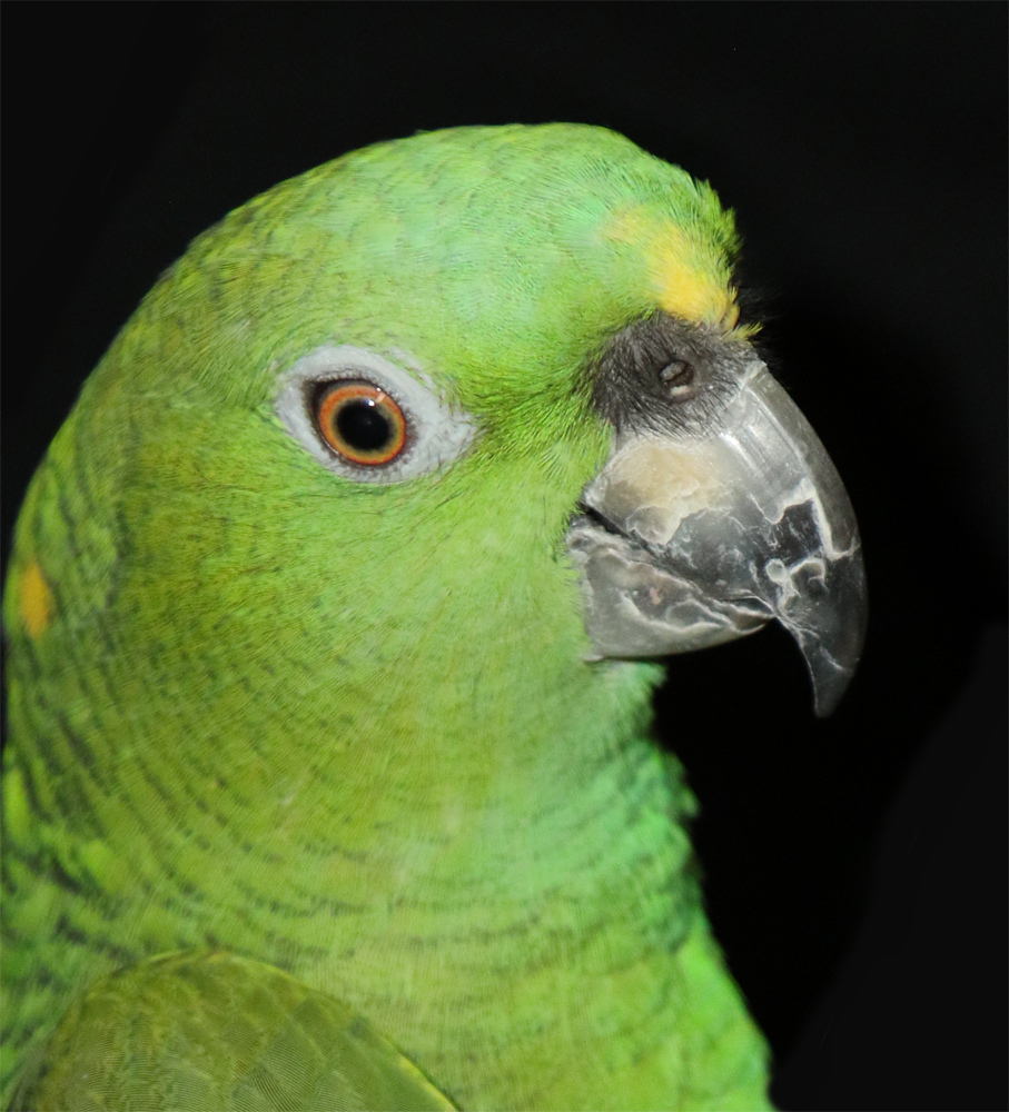 Bart, Horizon Wings' Yellow Nape Amazon