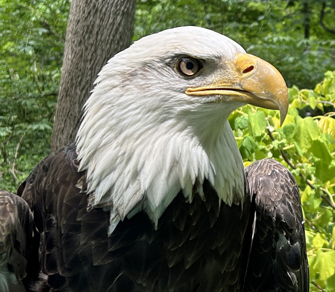 Bald Eagle, Horizon Wings