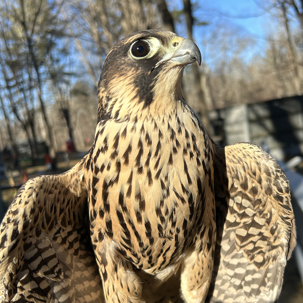 Noah, Horizon Wings' Peregrine Falcon