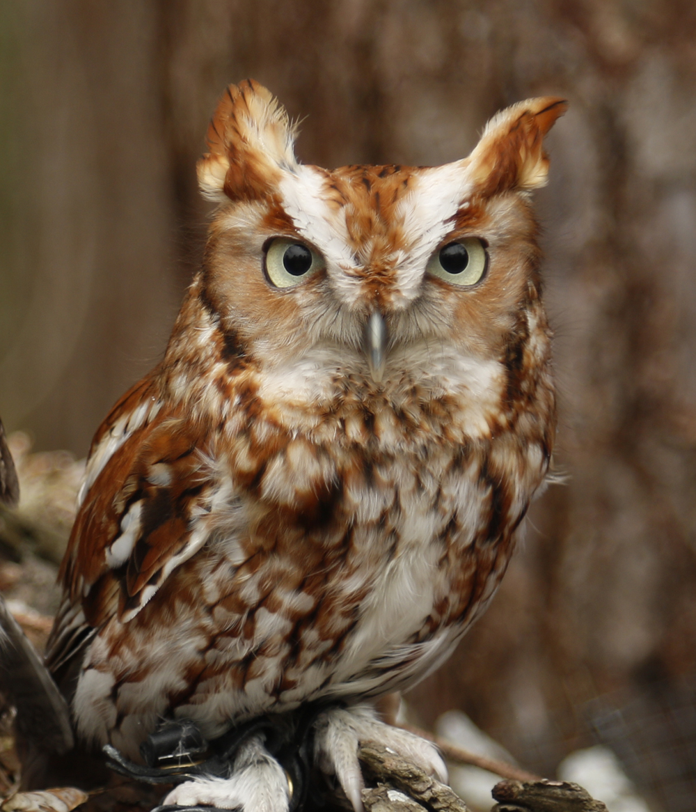 Oakley, Horizon Wings' Red Screech Owl