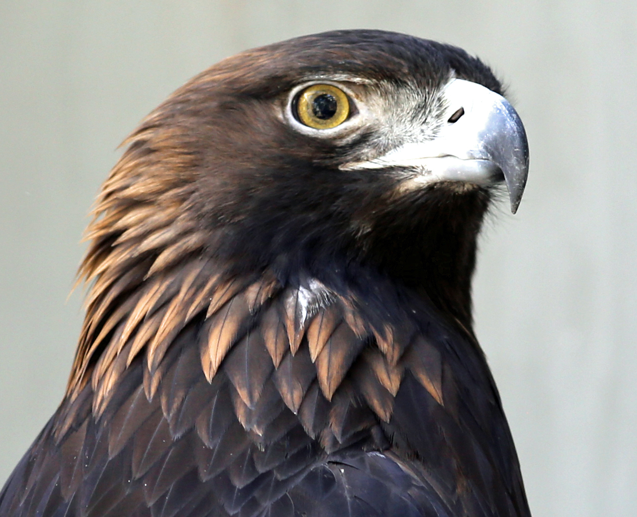 Goldens, Horizon Wings' Golden Eagle