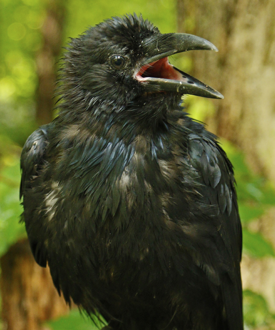 Baby Raven, Horizon Wings' Raven